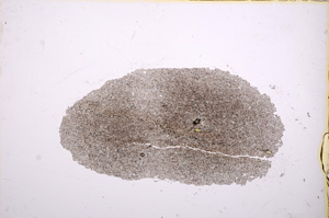 Plane Polarized, E14845