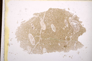 Plane Polarized, E14871