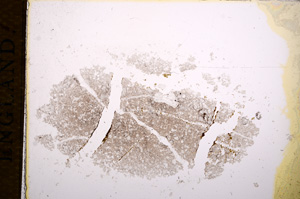 Plane Polarized, E14873