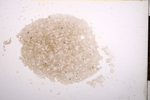 Plane Polarized, E14876