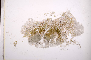 Plane Polarized, E14877