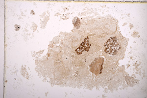 Plane Polarized, E14879