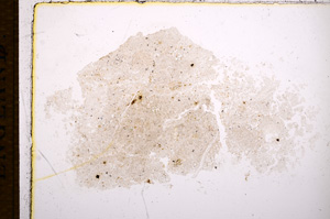 Plane Polarized, E14883