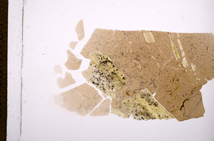 Plane Polarized, E14899