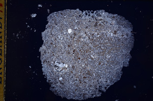 Cross Polarized, E14962