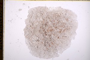 Plane Polarized, E14962