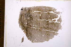 Plane Polarized, E14981