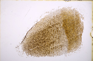 Plane Polarized, E14984