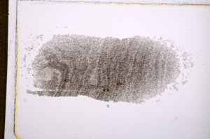 Plane Polarized, E14986