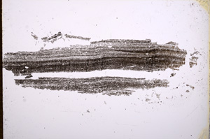 Plane Polarized, E14988