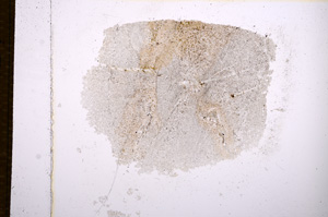 Plane Polarized, E14993
