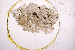 Plane Polarized, E15098