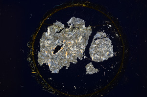 Cross Polarized, E15100