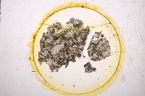 Plane Polarized, E15100