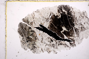 Plane Polarized, E15118