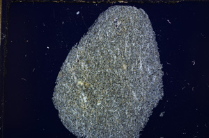 Cross Polarized, E15123