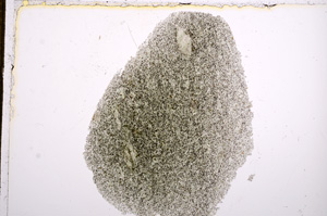 Plane Polarized, E15123