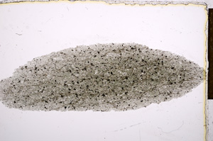 Plane Polarized, E15124