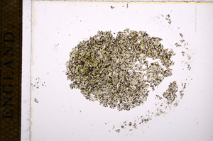 Plane Polarized, E15126