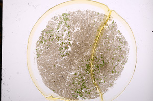 Plane Polarized, E15172