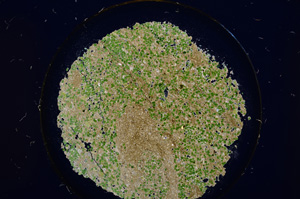 Cross Polarized, E15173