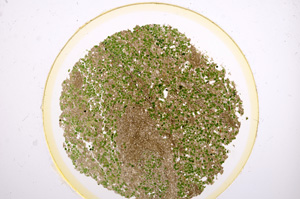 Plane Polarized, E15173