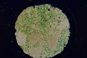 Cross Polarized, E15176