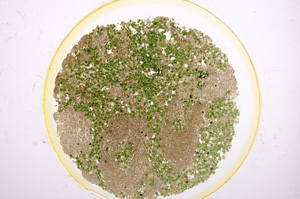 Plane Polarized, E15176