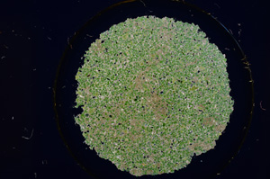 Cross Polarized, E15177