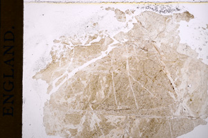 Plane Polarized, E15211
