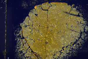 Cross Polarized, E15227