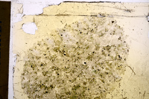 Plane Polarized, E15269