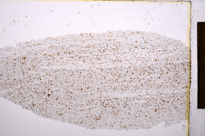 Plane Polarized, E15282