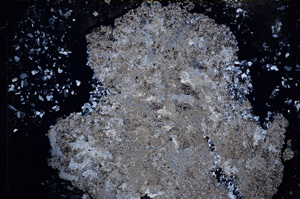 Cross Polarized, E15337