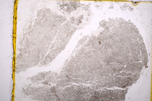 Plane Polarized, E15338