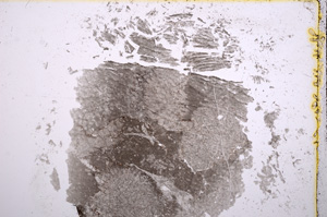Plane Polarized, E15464