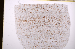 Plane Polarized, E15688
