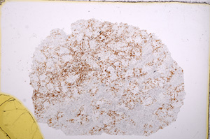 Plane Polarized, E15712