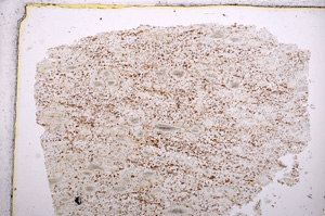 Plane Polarized, E15716