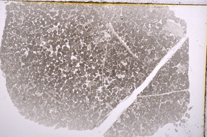 Plane Polarized, E15730