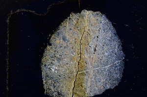 Cross Polarized, E15758