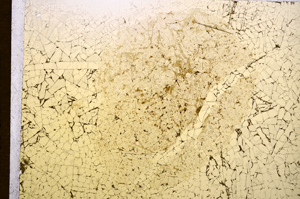 Plane Polarized, E15763