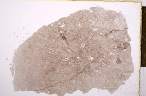 Plane Polarized, E15915