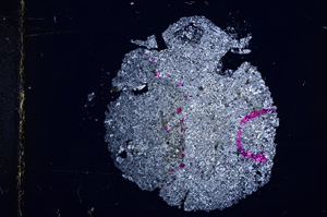 Cross Polarized, E15938