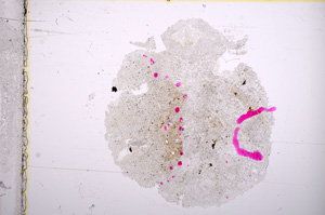 Plane Polarized, E15938