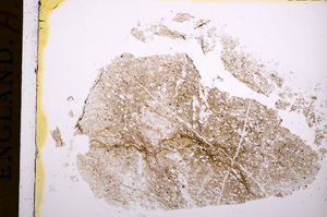 Plane Polarized, E15958
