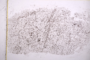 Plane Polarized, E15964
