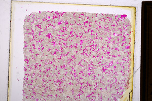 Plane Polarized, E15998