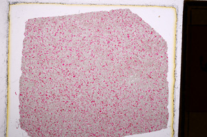 Plane Polarized, E16034