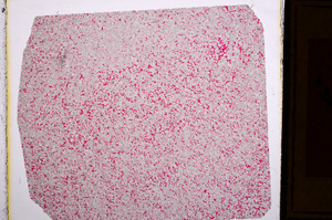 Plane Polarized, E16037